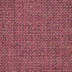 Harlequin Otomis Rhubarb